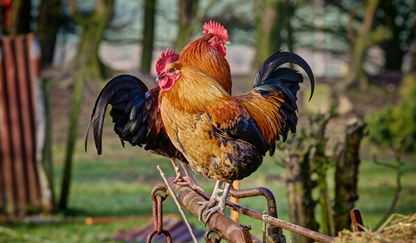 Photo: Roosters