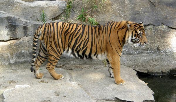 Photo: Indochinese Tiger