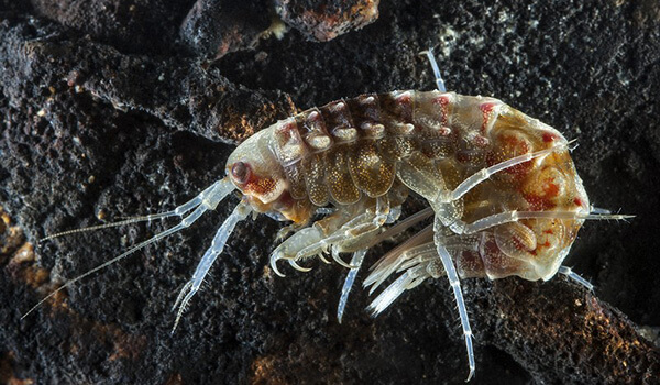 Foto: amphipod krabbe