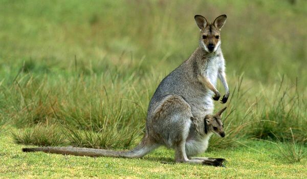 Foto: Grey Kangaroo Baby
