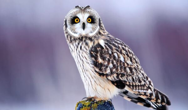 Foto: Northern Snowy Owl 