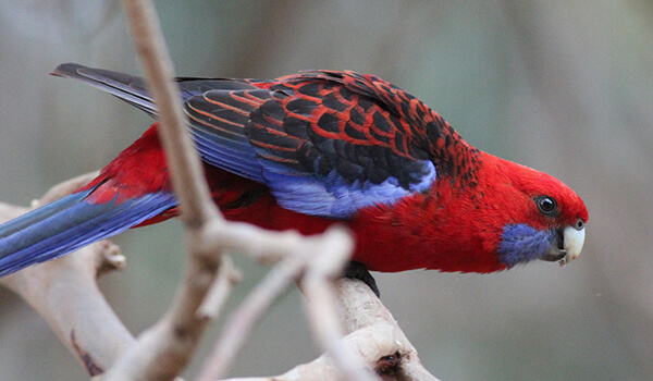 Photo: Parrot rosella