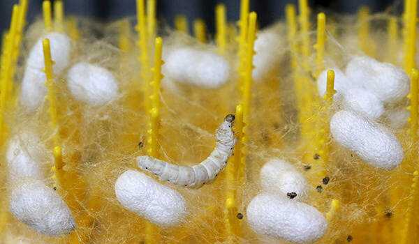 Photo: Silkworm Cocoons