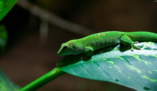 Photo: Gecko