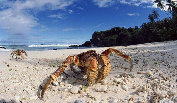 Photo: Palm Thief Crab