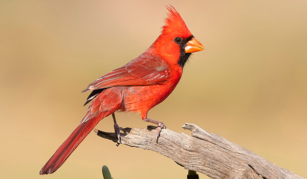 Photo: Cardinal Red