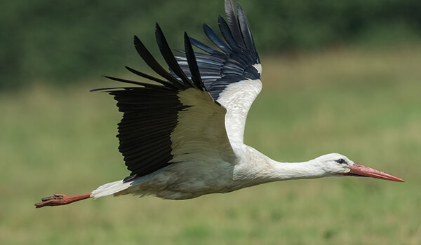 Photo: White stork
