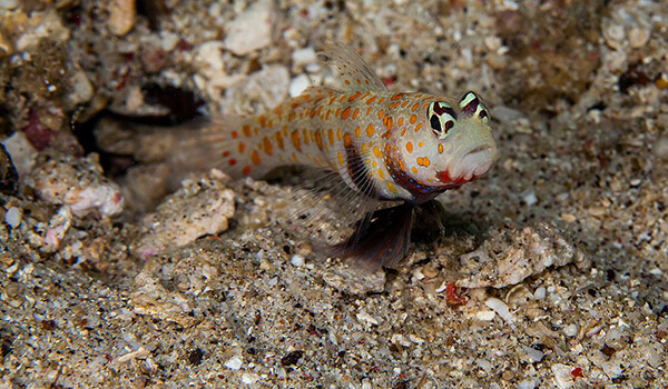 Foto: River Goby