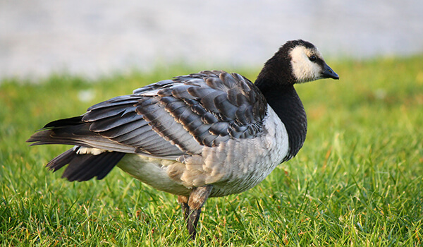 Photo: Goose bird