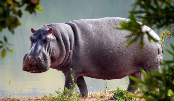 Foto: Hippo Animal
