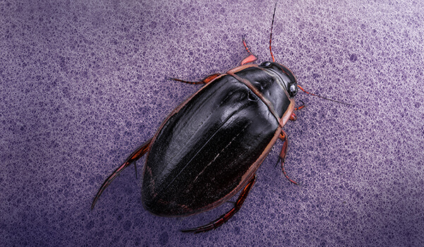 Photo: What a swimming beetle looks like