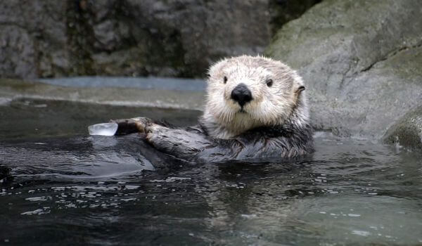 Photo: Sea otter