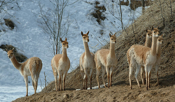  Foto: Cómo se ven las vicuñas