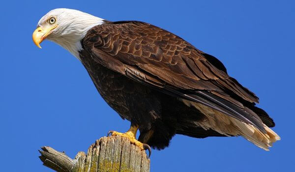 Photo: Bald Eagle Bird