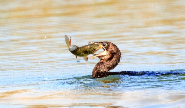 Photo: Cormorant and fish