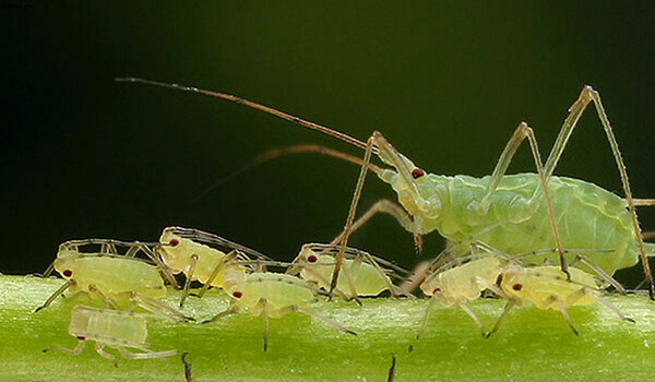 Photo: What an aphid looks like