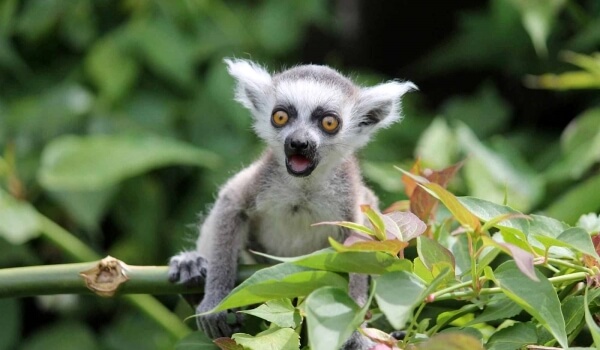 Foto: Lemurské mládě