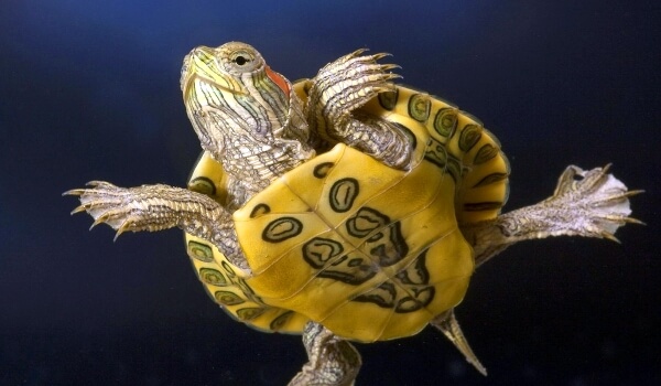 Foto: Lille rødøret skildpadde
