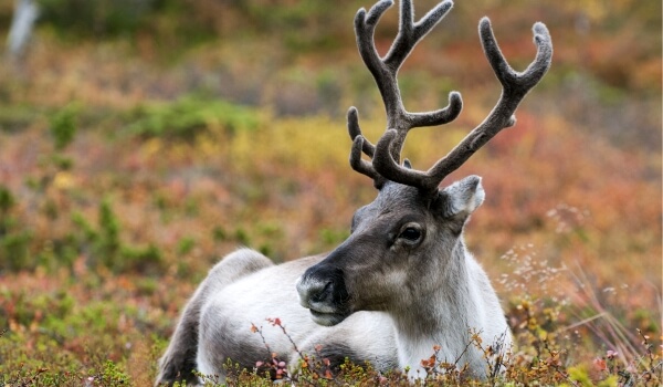 Photo: Female Reindeer