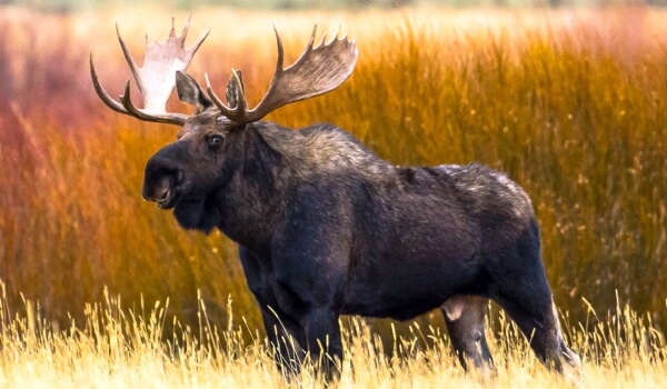 Foto: Big Moose
