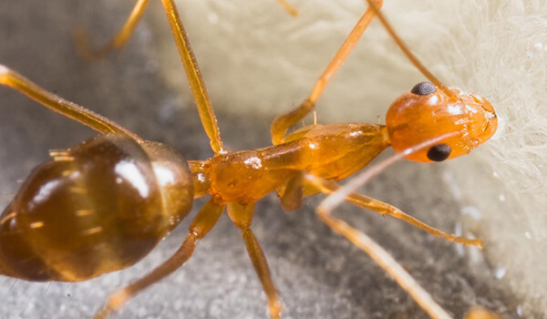 Photo: What a pharaoh ant looks like