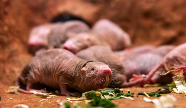 Foto: Nøgen muldvarp rotte