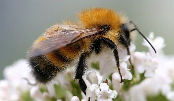 Foto: Inseto Bumblebee