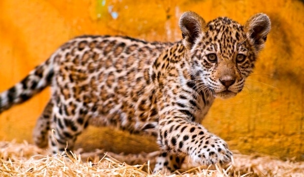 Photo: Jaguar Cub