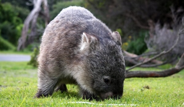 Foto: Giant Wombat