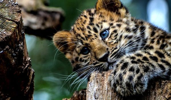 Foto: filhote de leopardo do Extremo Oriente