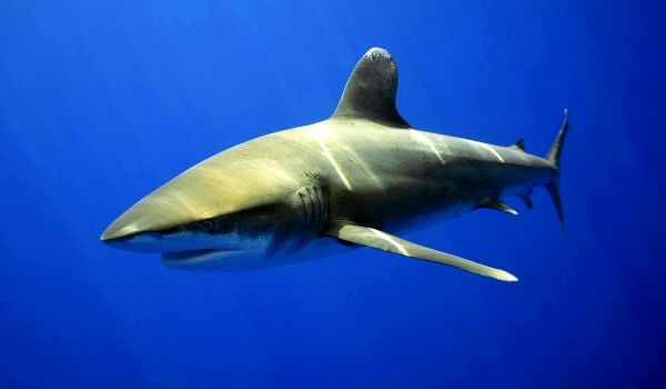 Foto: Peligroso tiburón romo
