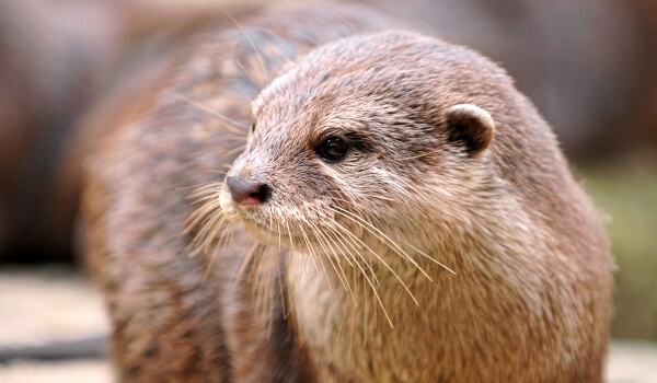 Photo: Otter