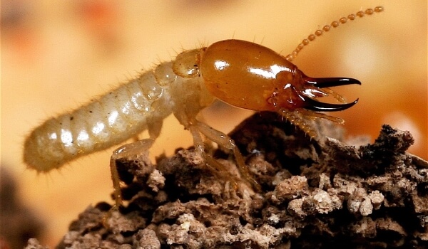 Foto: Termite Animal