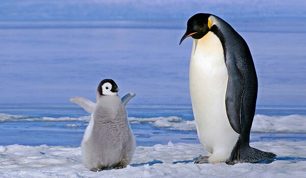 Photo: King Penguin and Baby