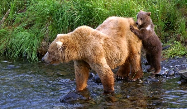 Foto: Kodiak-bjørn