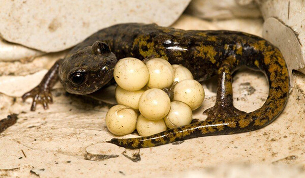 Photo: Salamander eggs