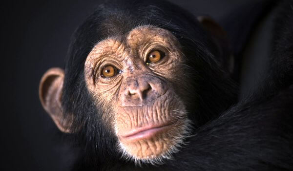 Foto: Animal chimpanzé