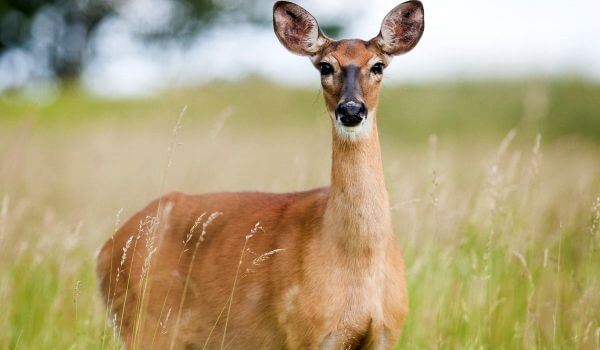 Photo: Animal European Roe Deer