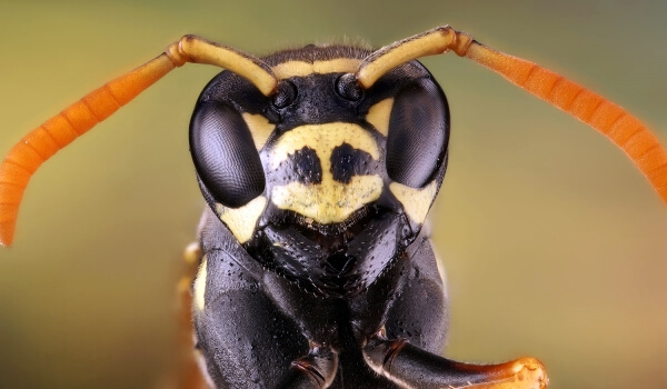 Photo: Bumblebee Wasp