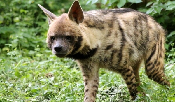 Photo: Striped hyena from the Red Book