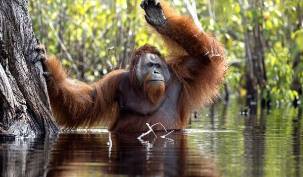Photo: Orangutan Monkey