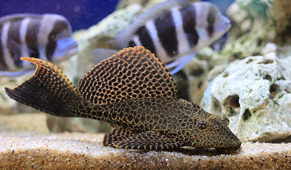 Photo : Plecostomus fish