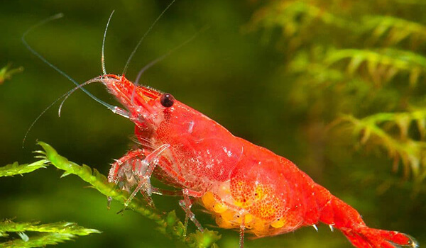 Photo: What a shrimp looks like