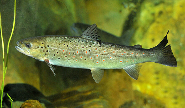 Photo: Brown trout fish