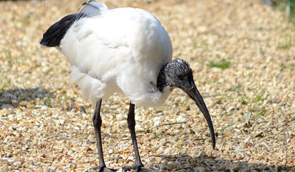Photo: What a sacred ibis looks like