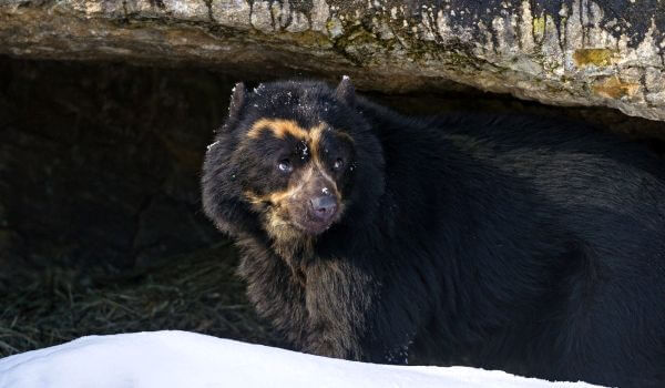 Foto: Animal oso de anteojos 