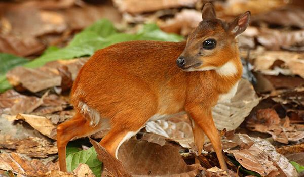 Photo: Pygmy antelope in nature