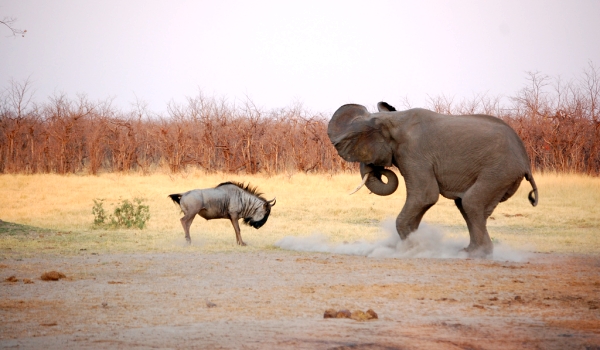 Photo: Wildebeest en olifant 