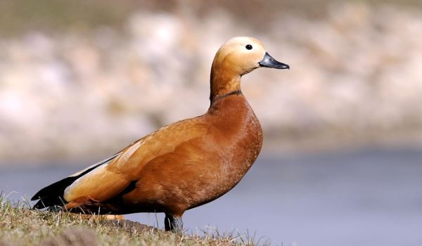 Photo: Female Ogar Duck