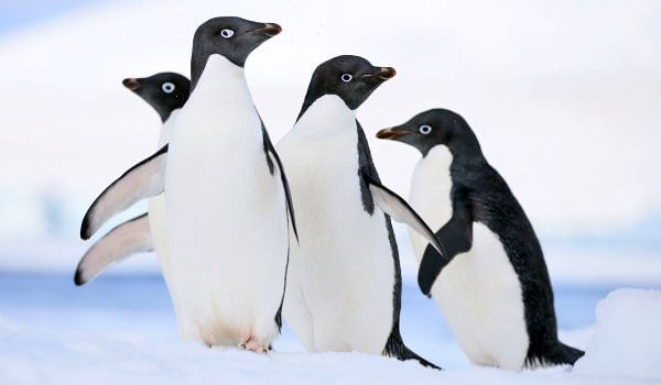 Foto: Pinguins Adélie na Antártica
